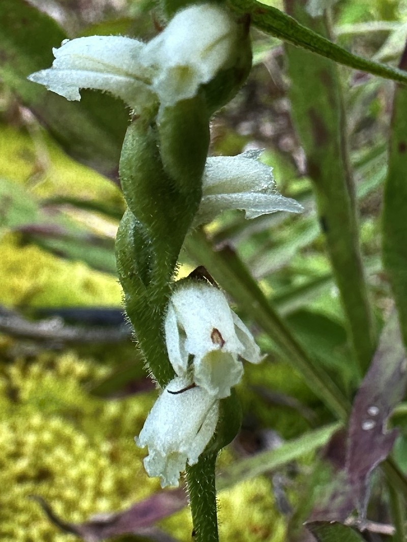 Spiranthes casei var. casei photo 6
