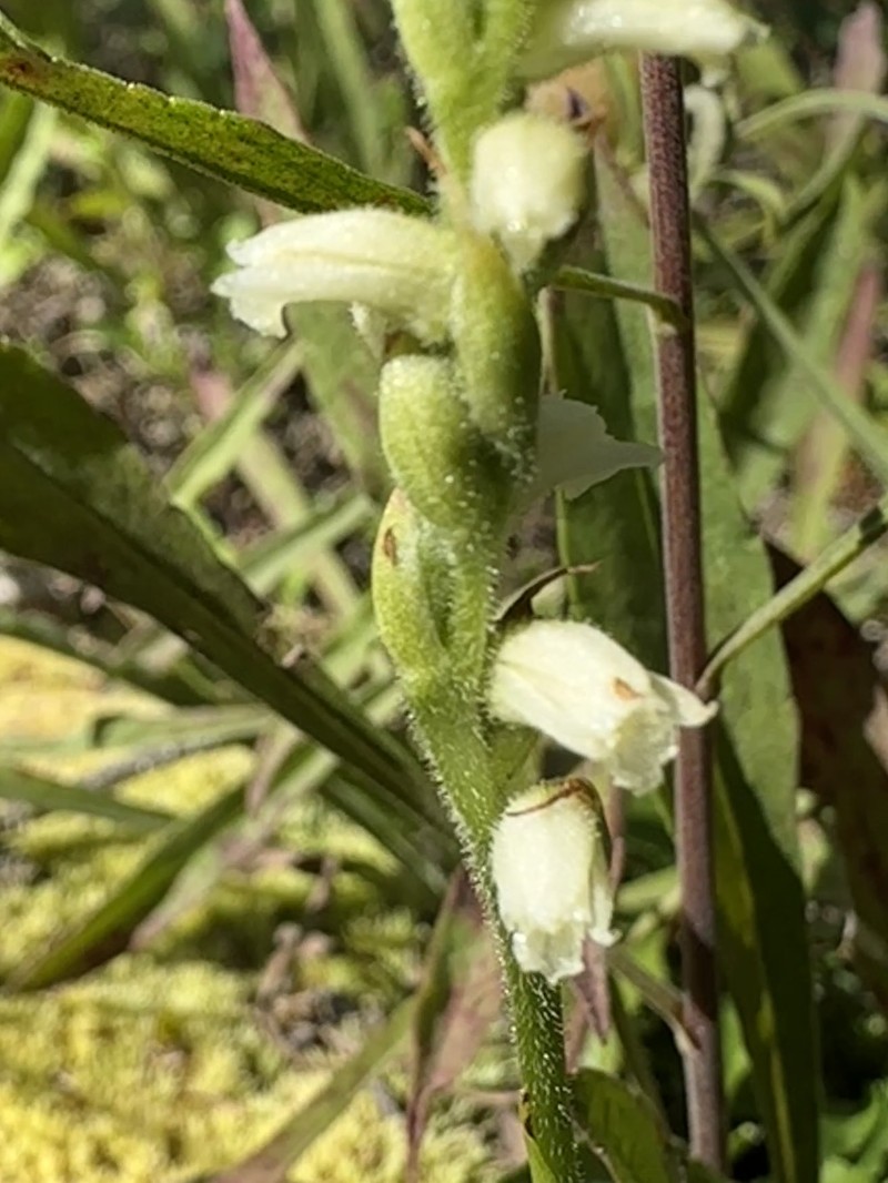 Spiranthes casei var. casei photo 7