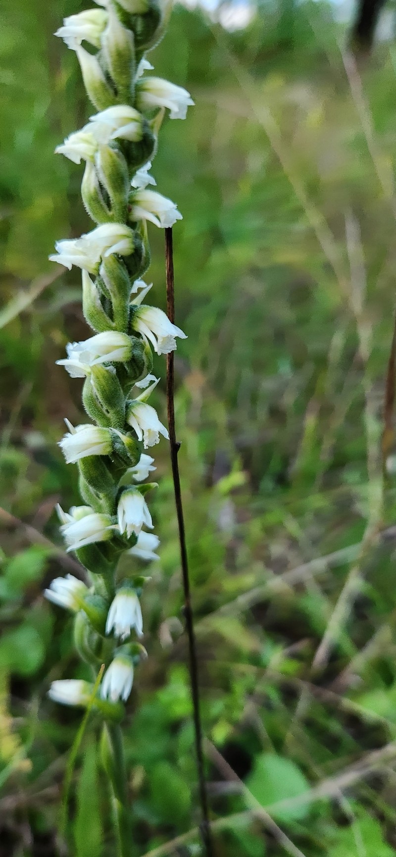 Spiranthes casei var. casei photo 8