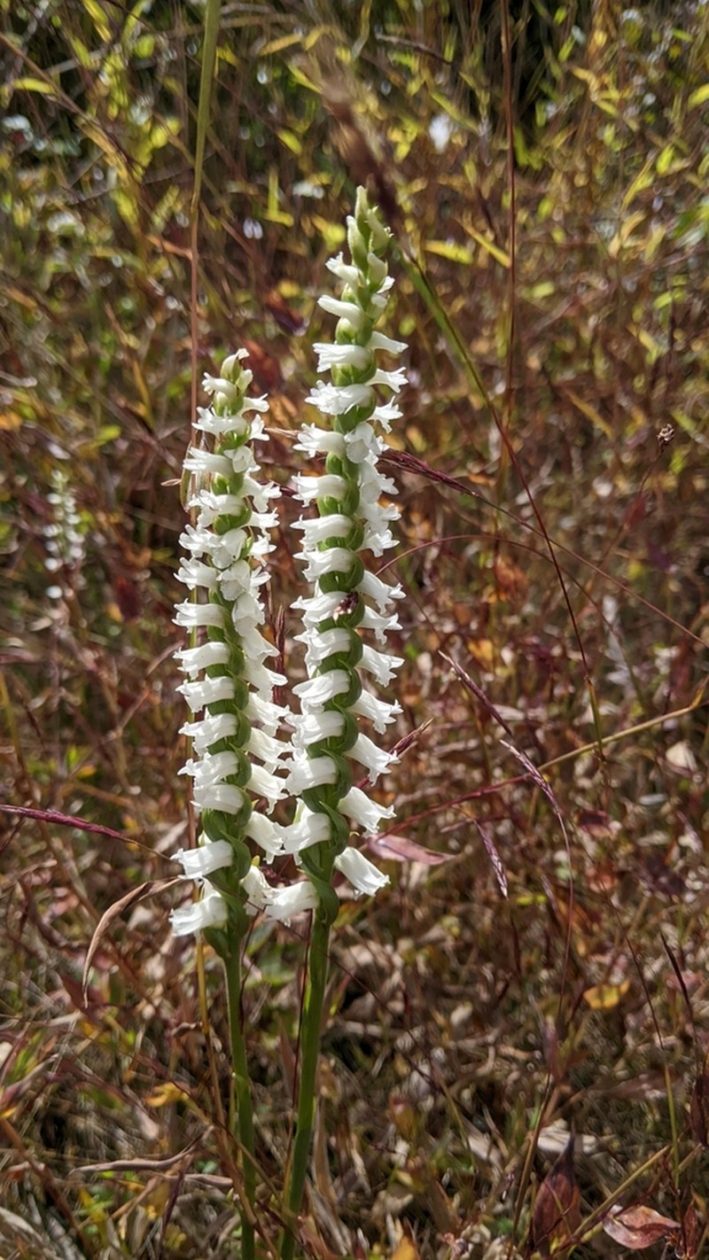 Nodding Lady's Tresses photo 4