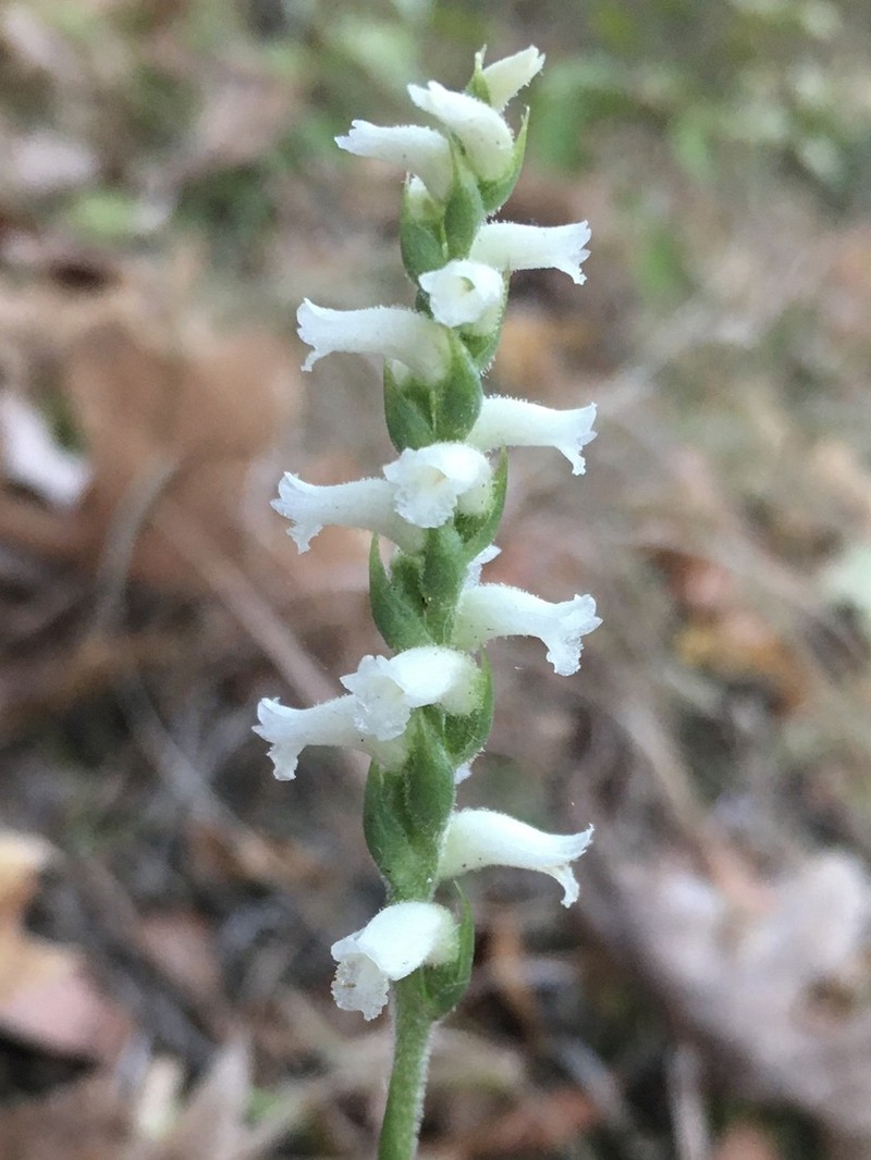 Nodding Lady's Tresses photo 7