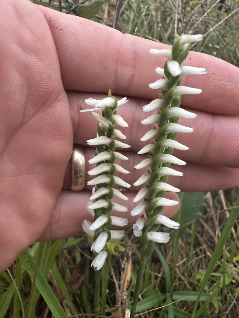 Nodding Lady's Tresses photo 8