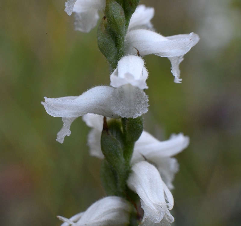 Navasota Lady's Tresses photo 2