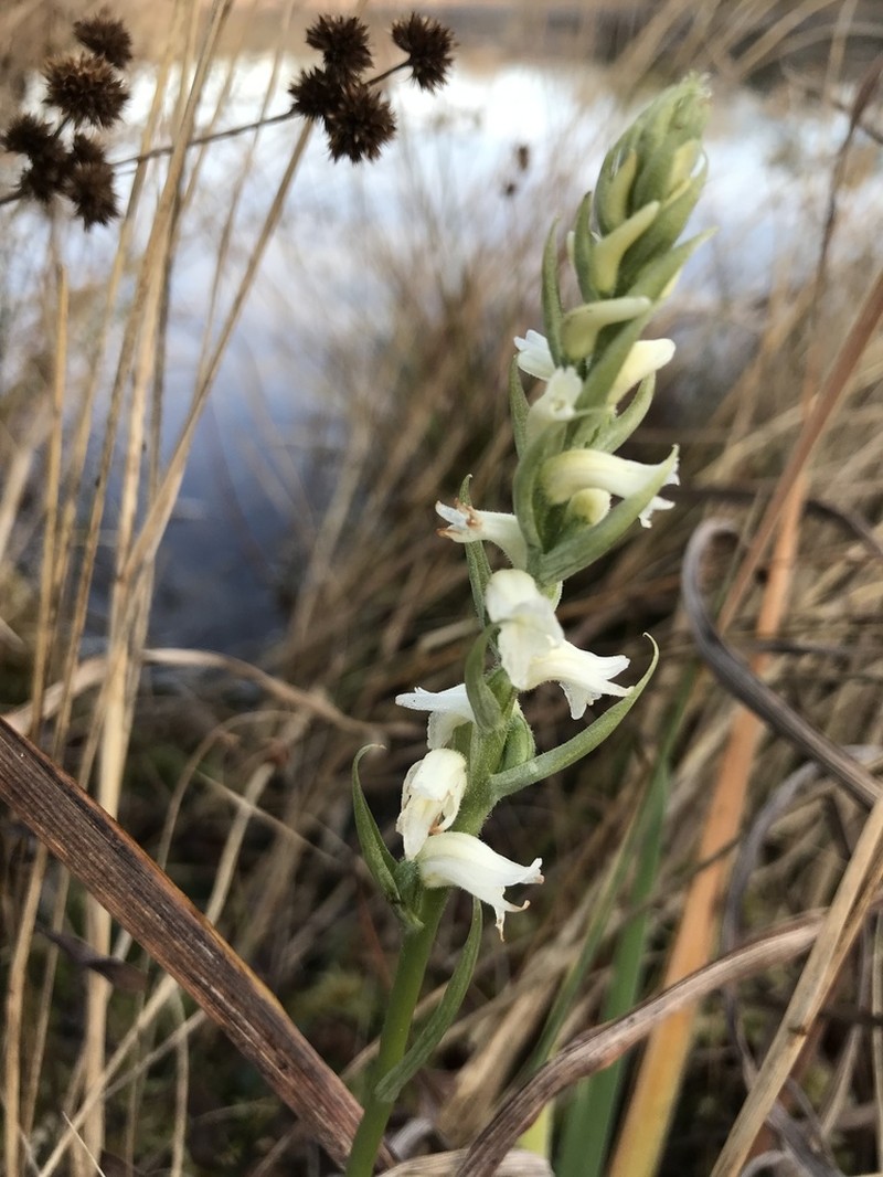 Navasota Lady's Tresses photo 4