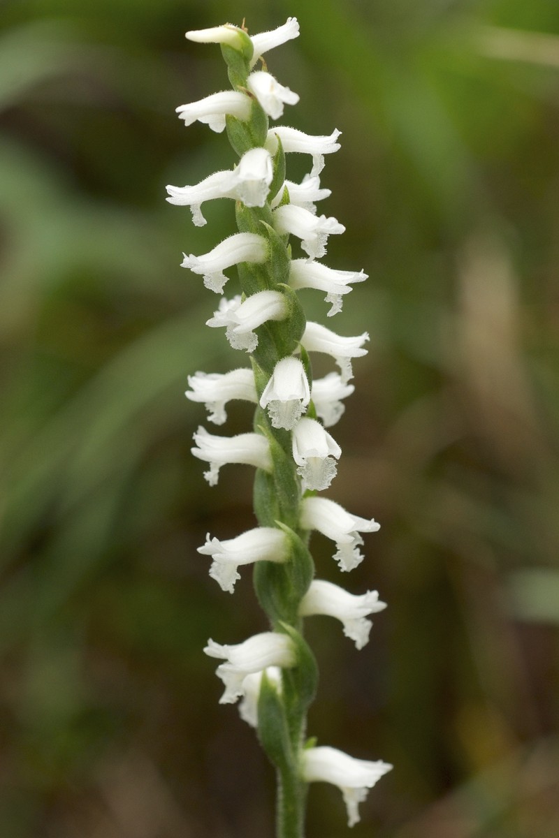 Nodding Lady's Tresses