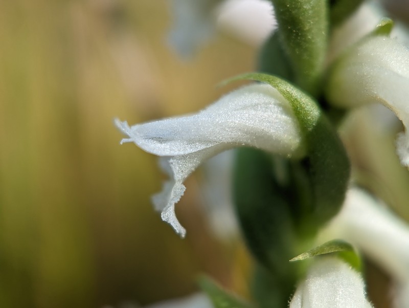 Nodding Lady's Tresses photo 2