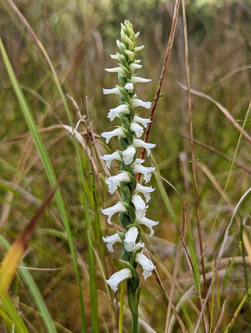 Nodding Lady's Tresses photo 3