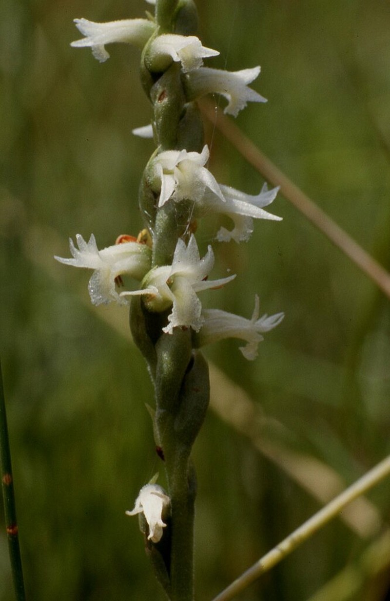 Reclusive Lady's Tresses photo 2