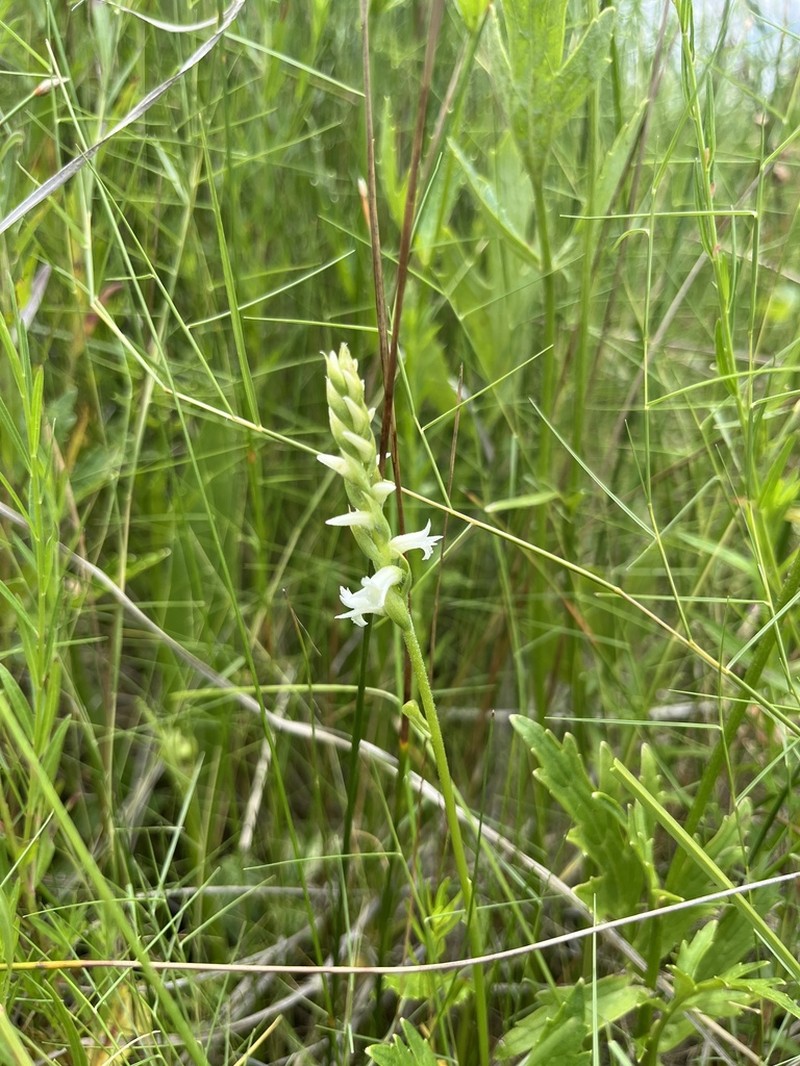 Reclusive Lady's Tresses photo 3