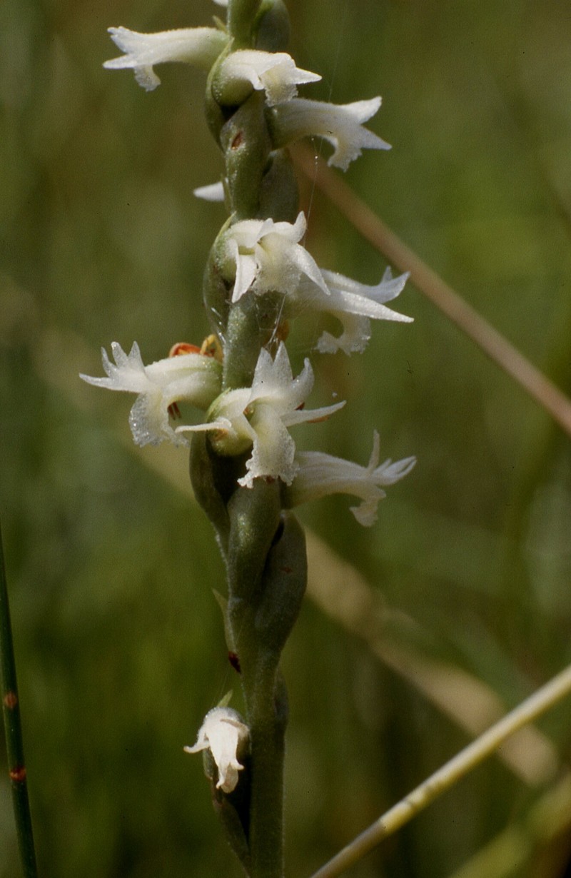 Reclusive Lady's Tresses photo 4