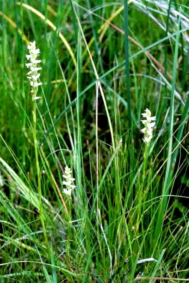 Reclusive Lady's Tresses