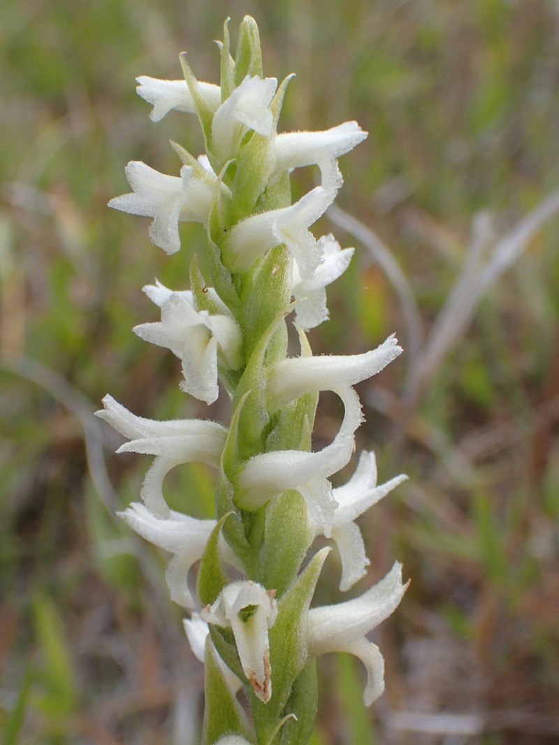 Ute Lady's Tresses photo 3
