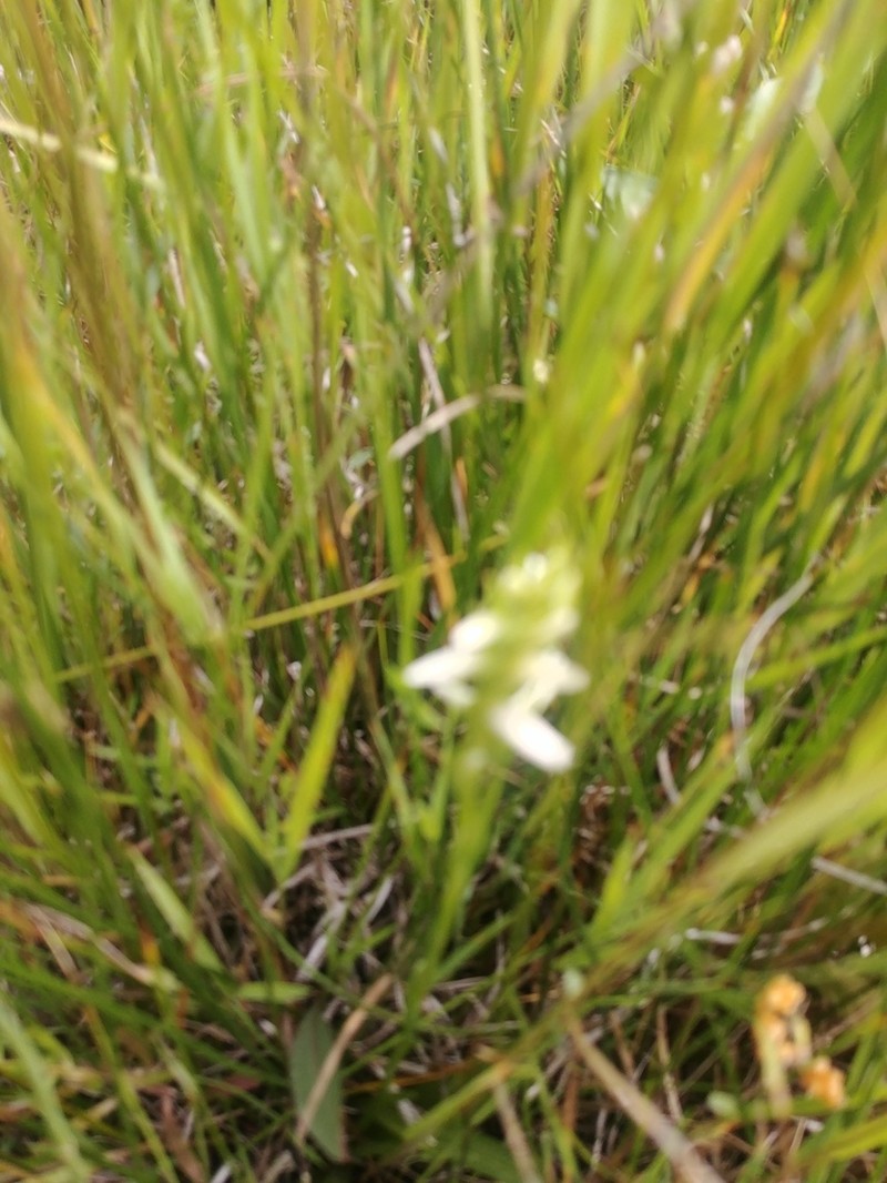 Ute Lady's Tresses photo 4