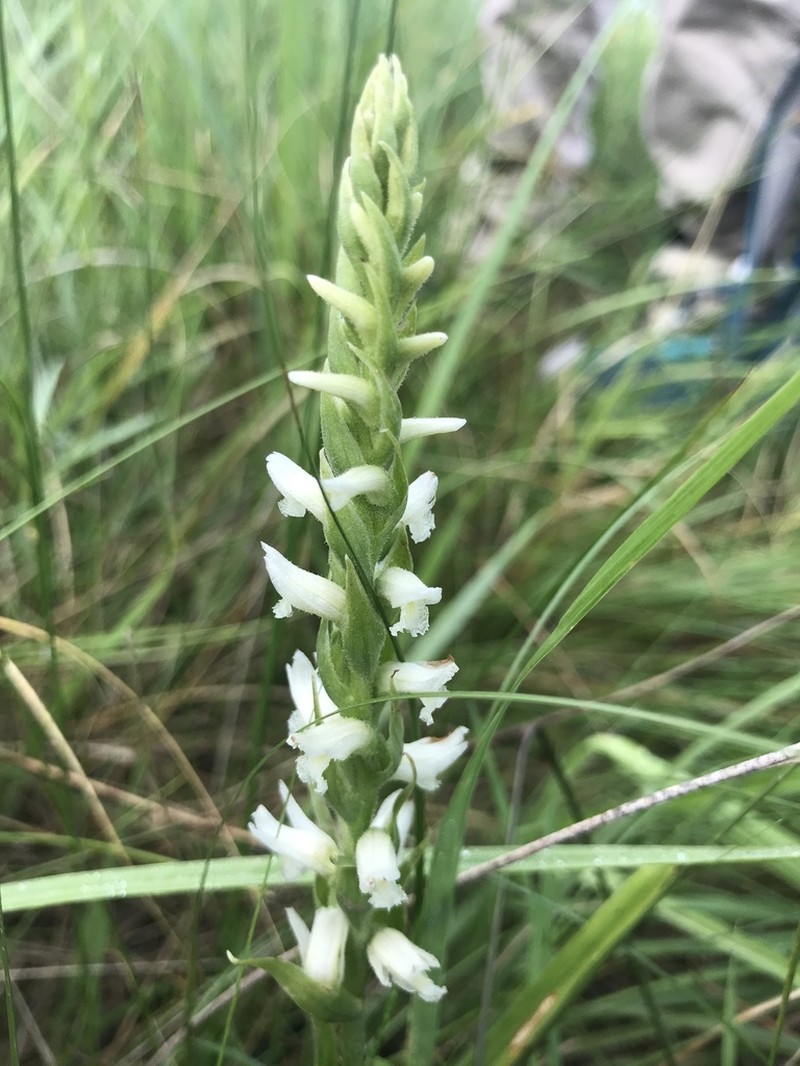 Ute Lady's Tresses photo 5