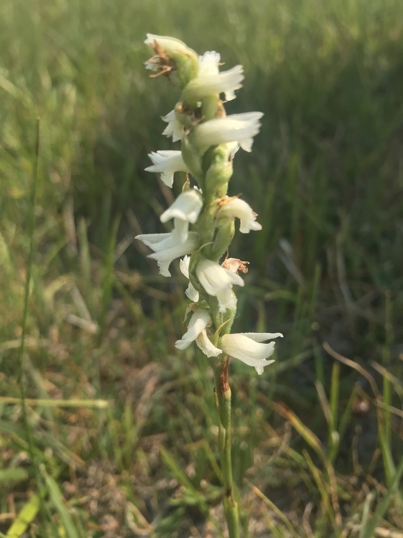 Ute Lady's Tresses photo 6