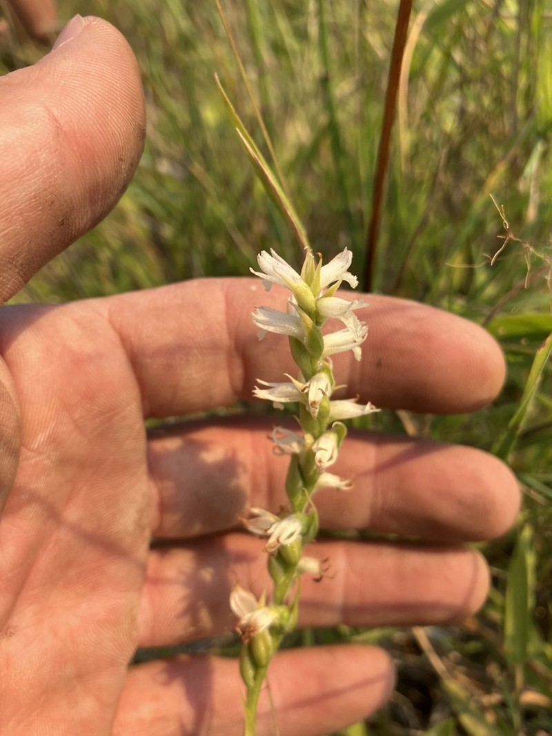 Ute Lady's Tresses photo 7