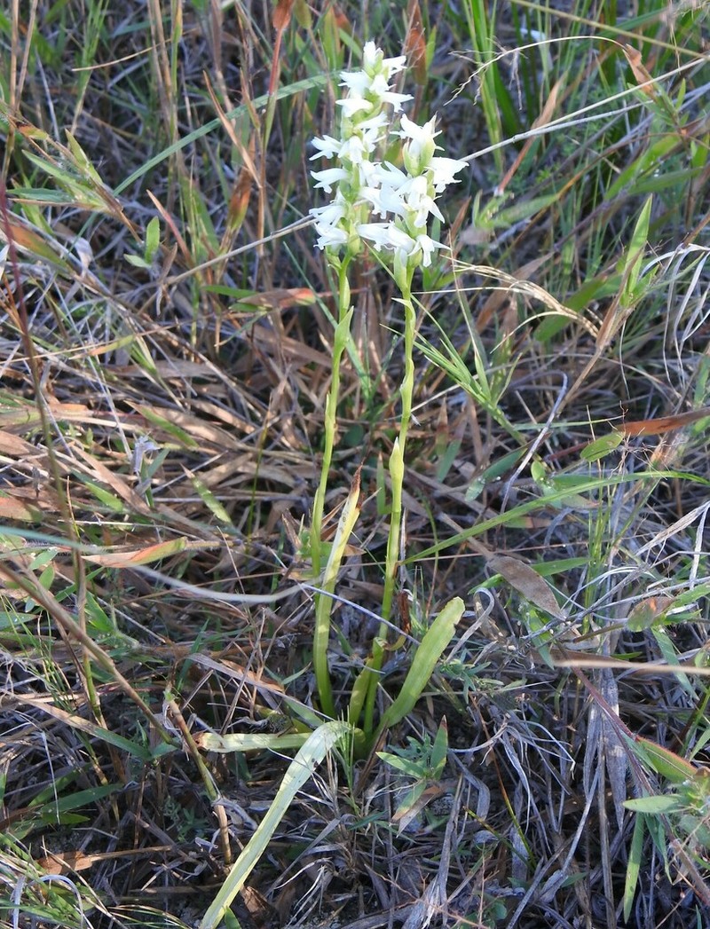 Ute Lady's Tresses photo 8