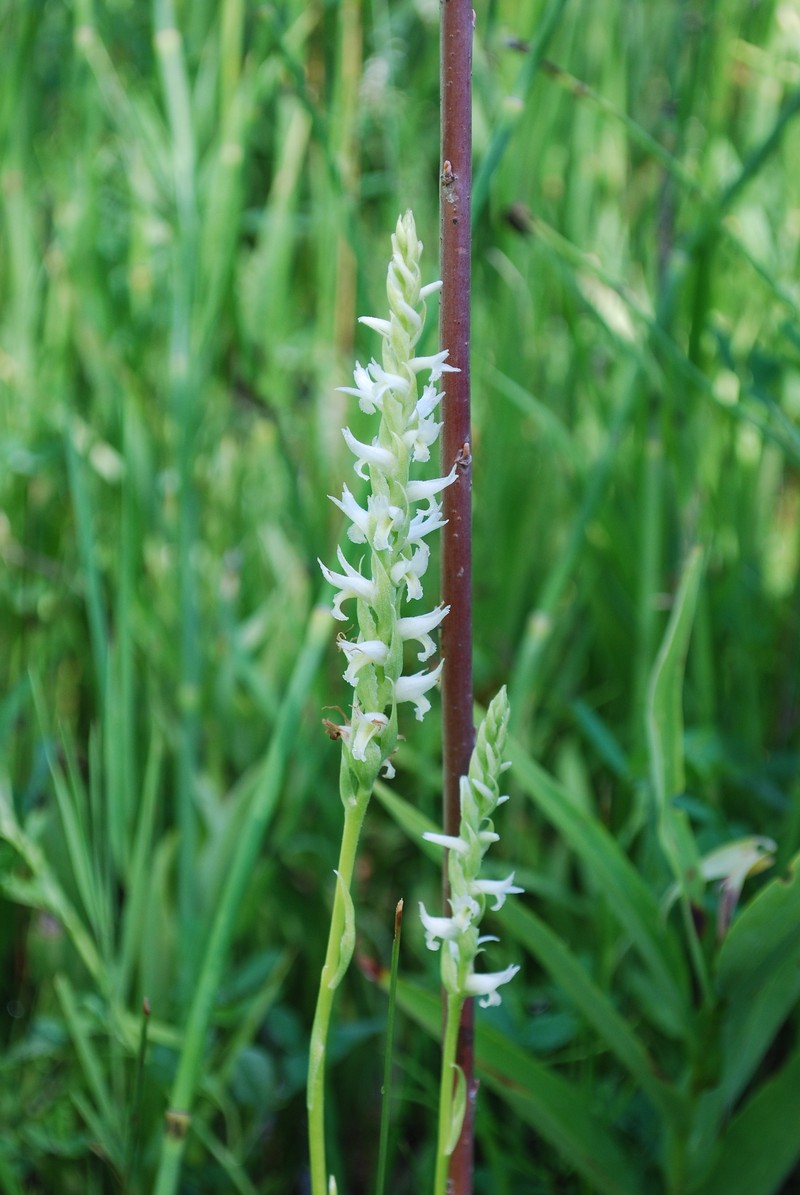 Ute Lady's Tresses photo 3