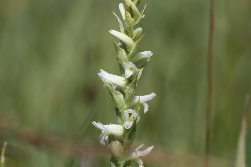 Ute Lady's Tresses photo 4