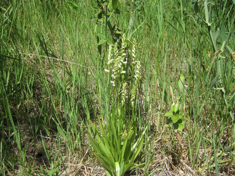 Ute Lady's Tresses photo 5