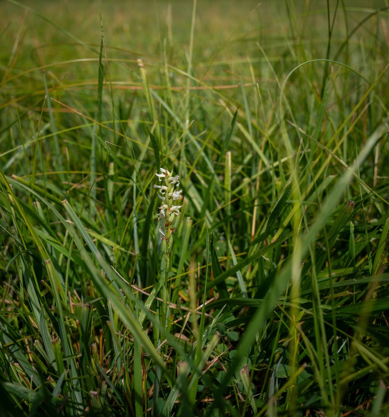 Ute Lady's Tresses photo 6