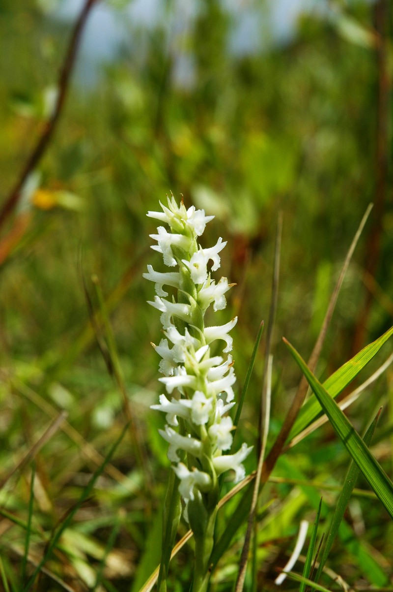 Ute Lady's Tresses