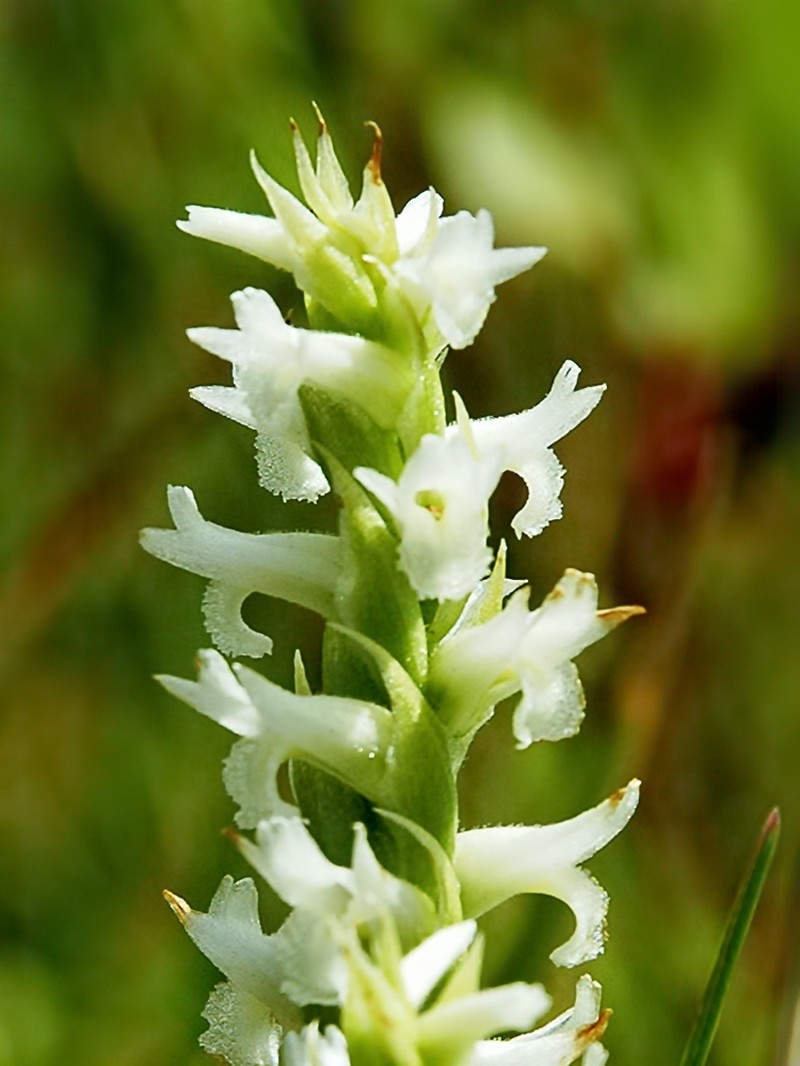 Ute Lady's Tresses photo 2