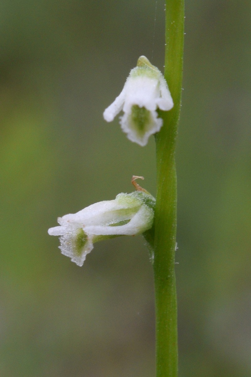 Eaton's Lady's Tresses photo 2