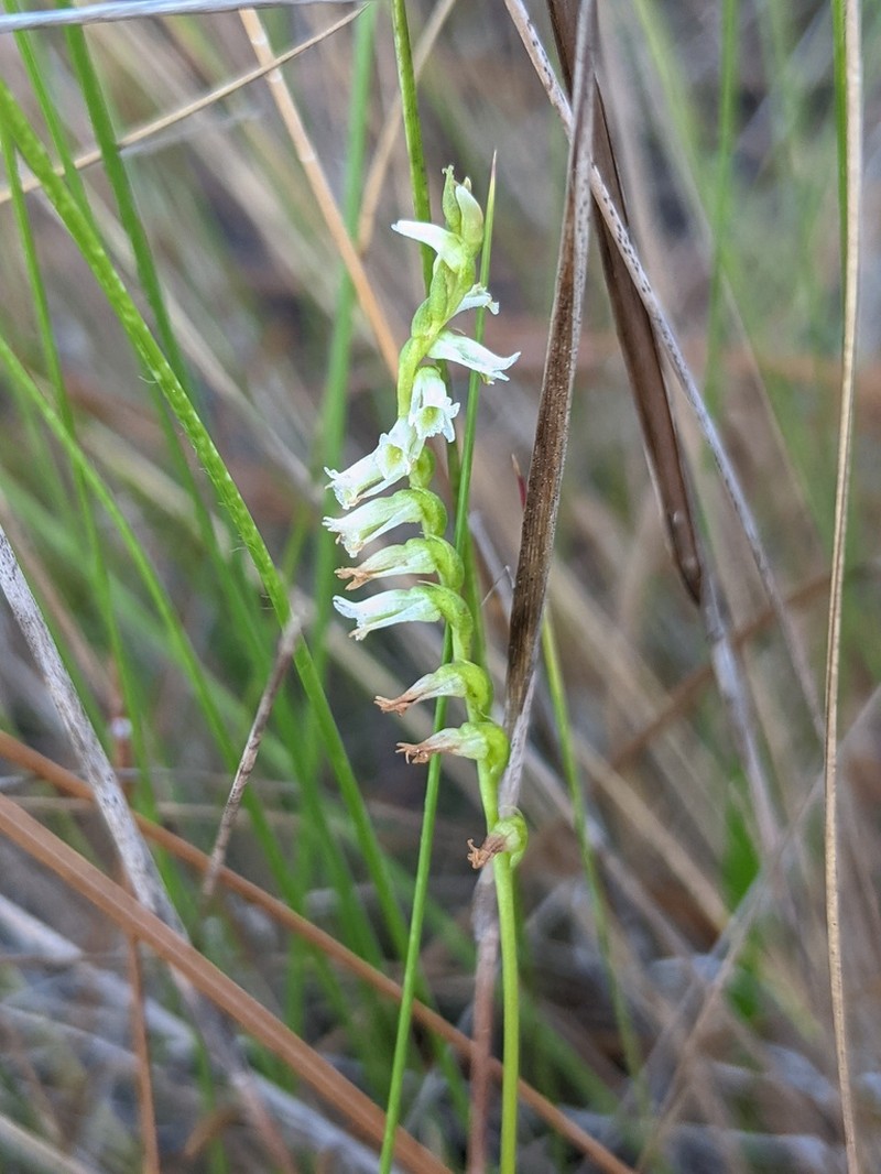 Eaton's Lady's Tresses photo 3