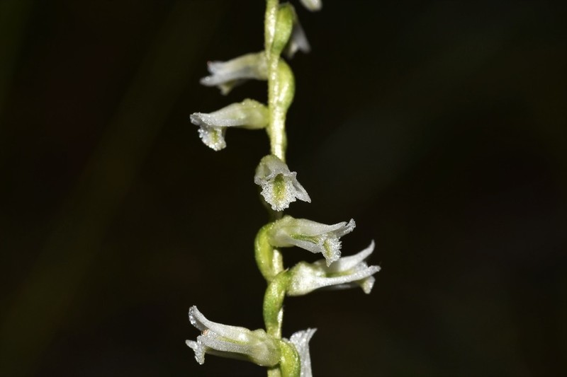 Eaton's Lady's Tresses photo 4