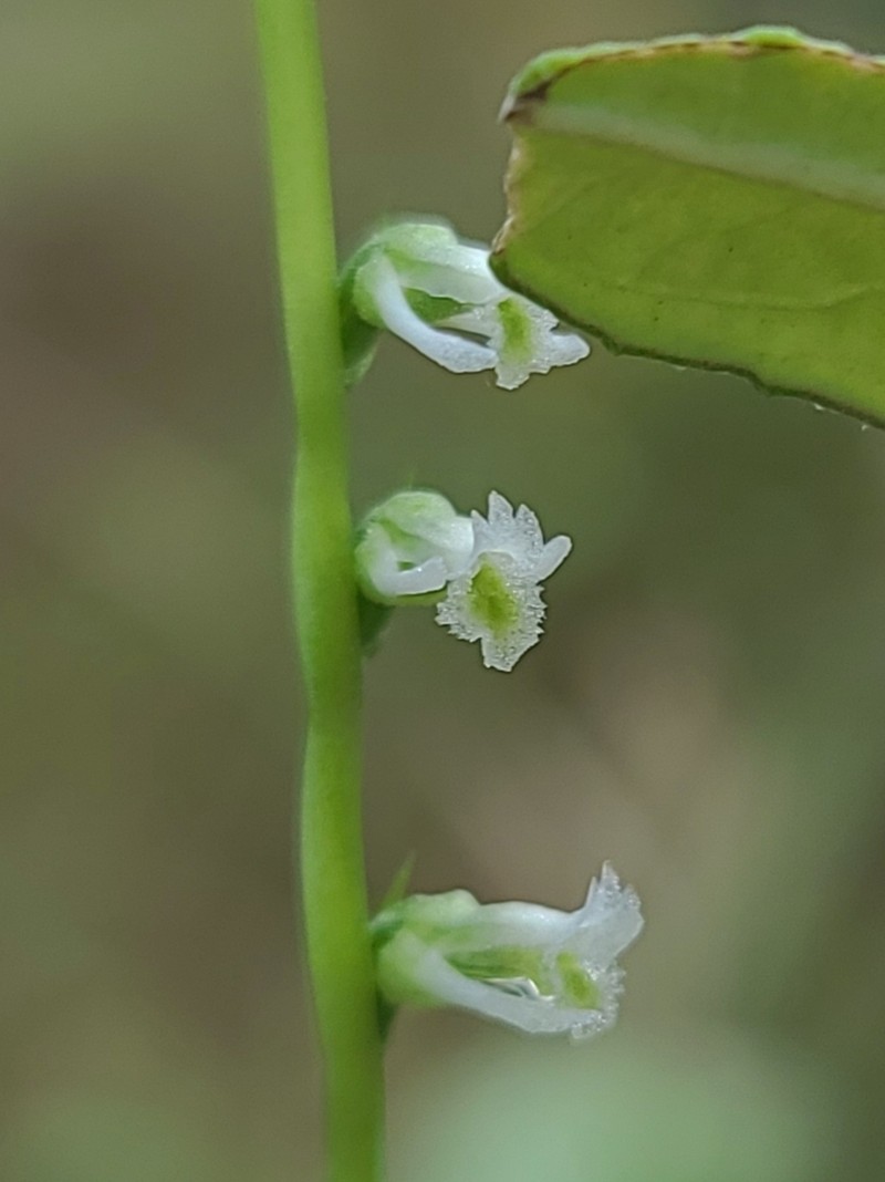 Eaton's Lady's Tresses photo 5