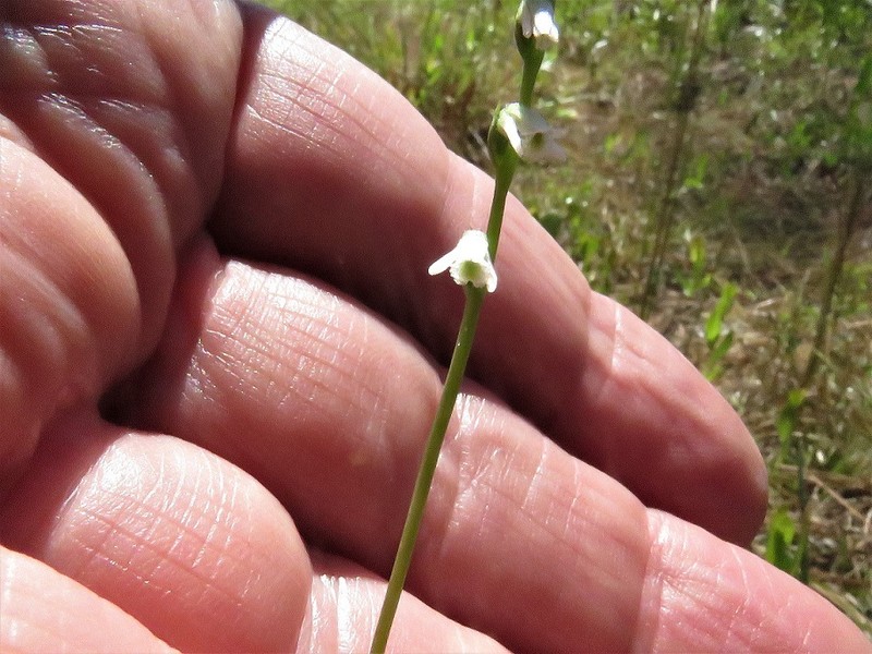 Eaton's Lady's Tresses photo 6