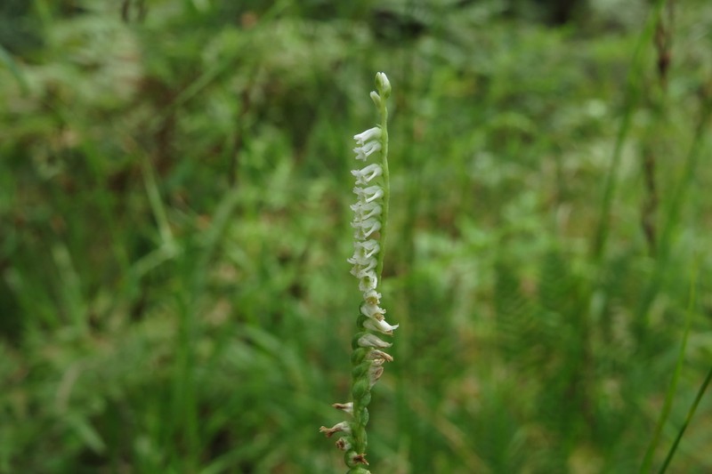 Eaton's Lady's Tresses photo 7