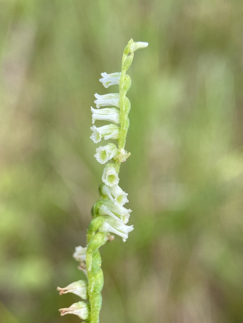 Eaton's Lady's Tresses