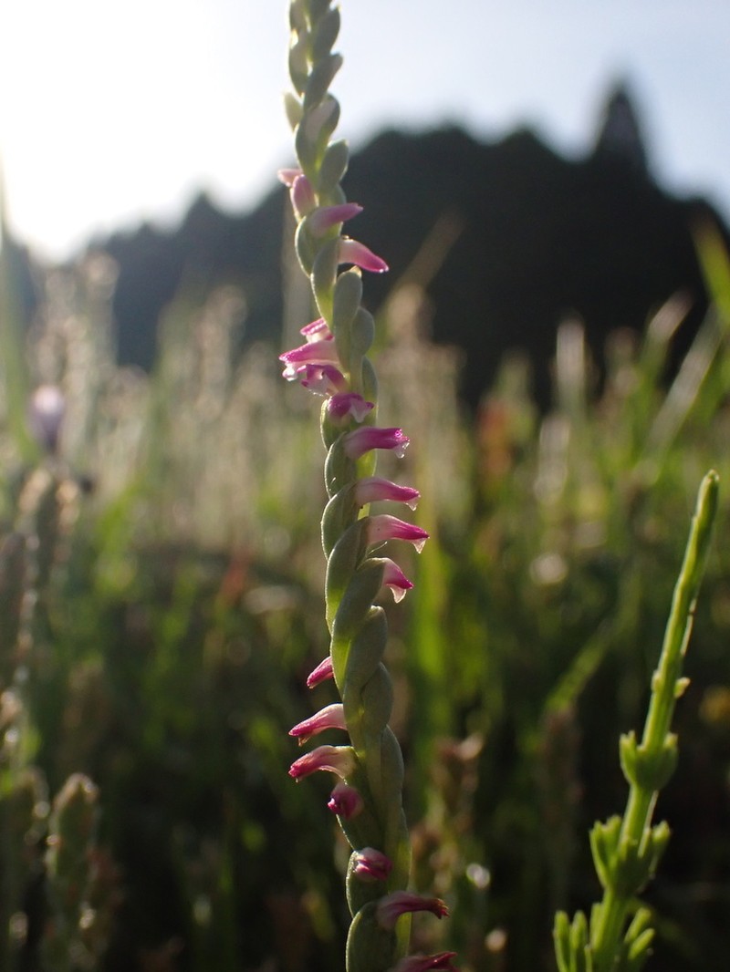 Spiranthes hachijoensis
