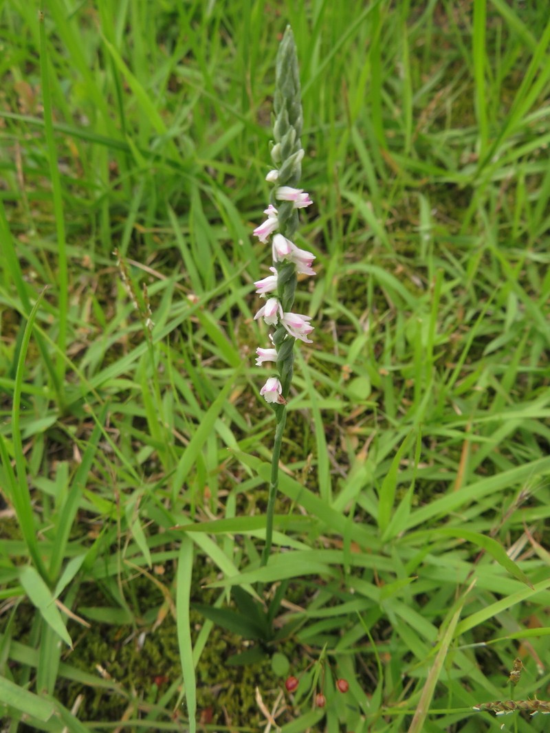 Spiranthes hachijoensis photo 2
