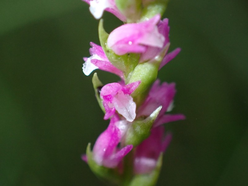Spiranthes hachijoensis photo 3