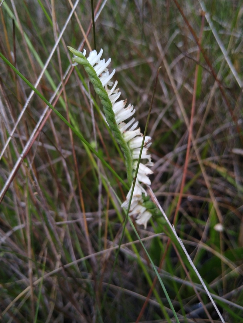 Spiranthes igniorchis