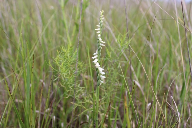 Spiranthes igniorchis photo 3