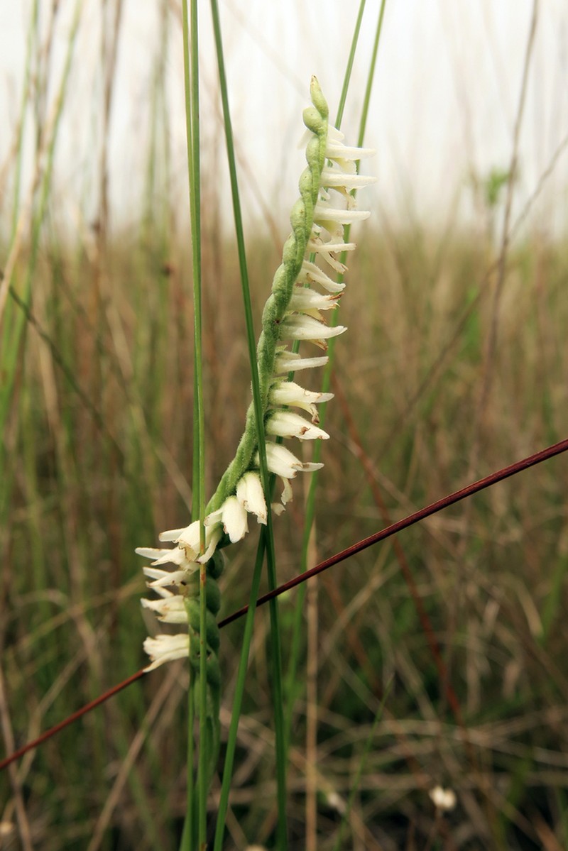 Spiranthes igniorchis photo 5