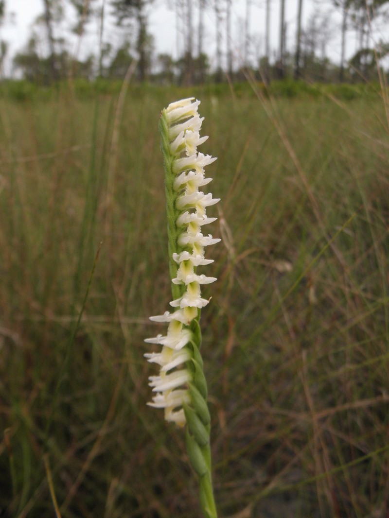 Spiranthes igniorchis photo 6