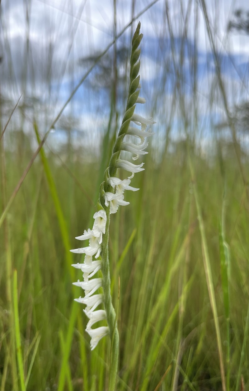 Spiranthes igniorchis photo 7
