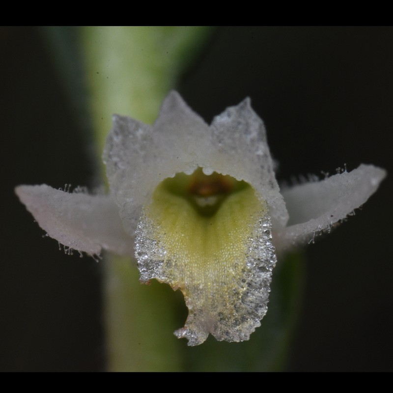 Spiranthes igniorchis photo 8