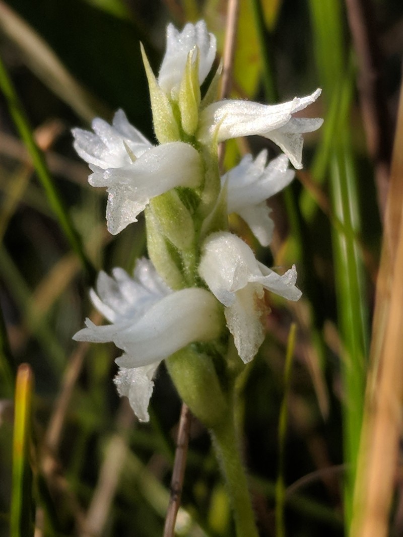 Spiranthes incurva