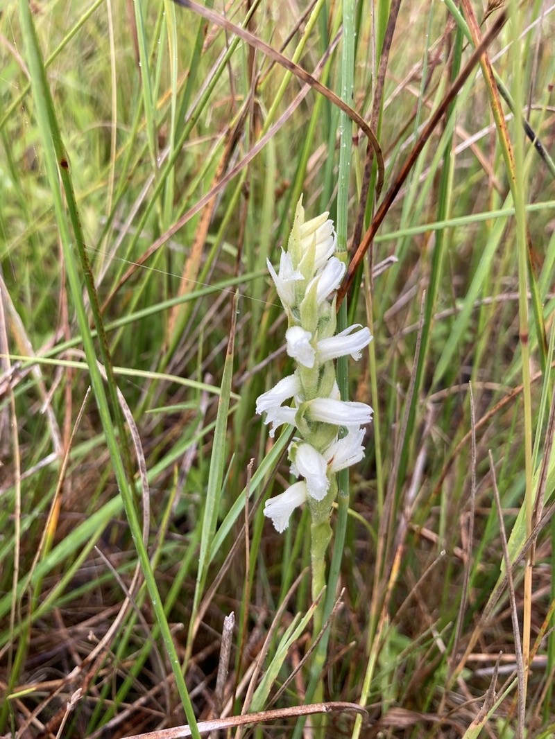 Spiranthes incurva photo 2