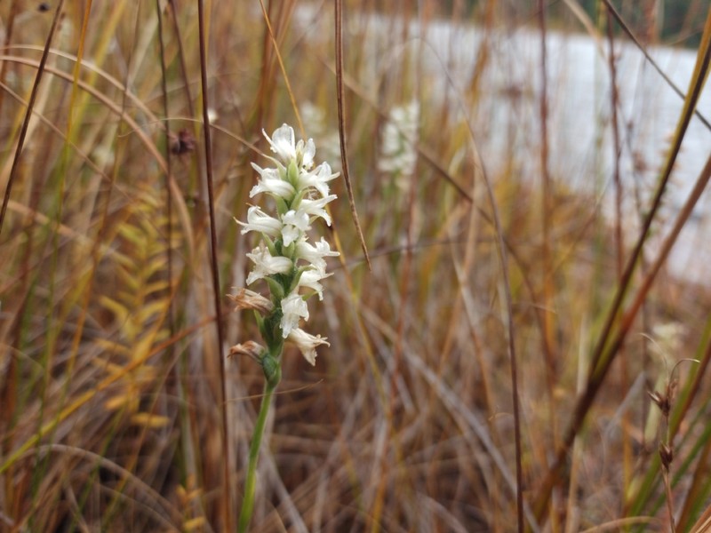 Spiranthes incurva photo 3