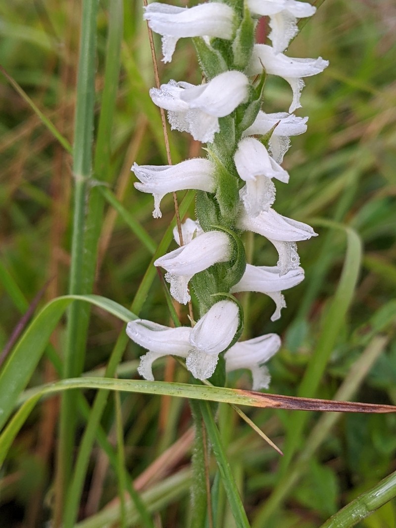 Spiranthes incurva photo 4
