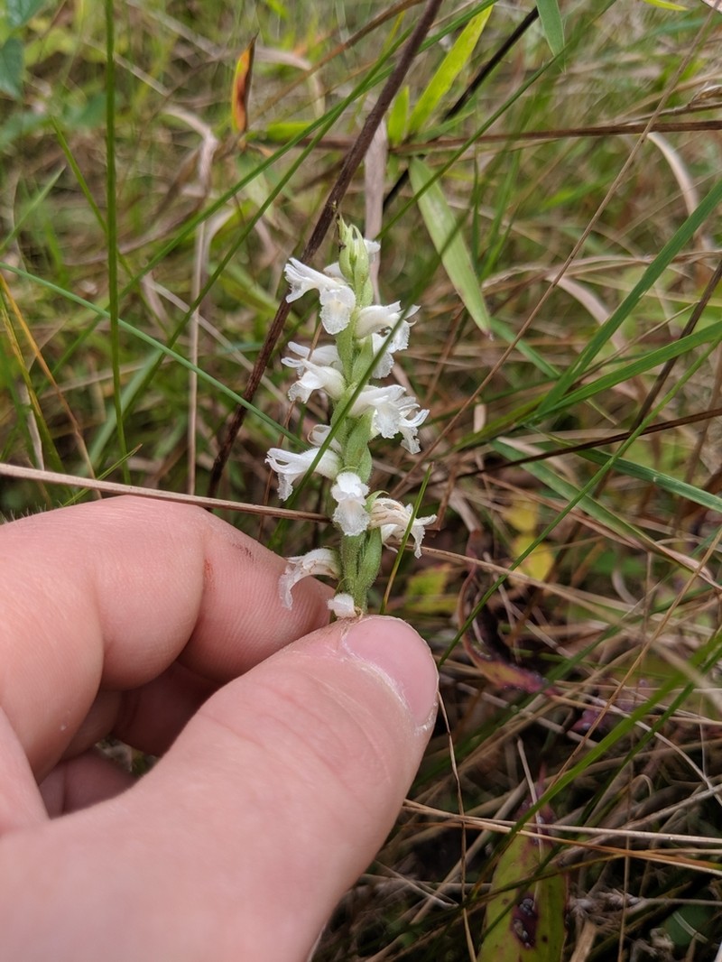 Spiranthes incurva photo 5