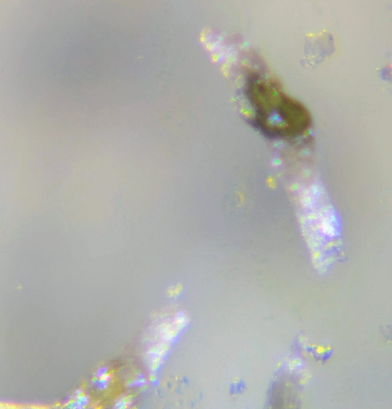 Spiranthes incurva photo 6