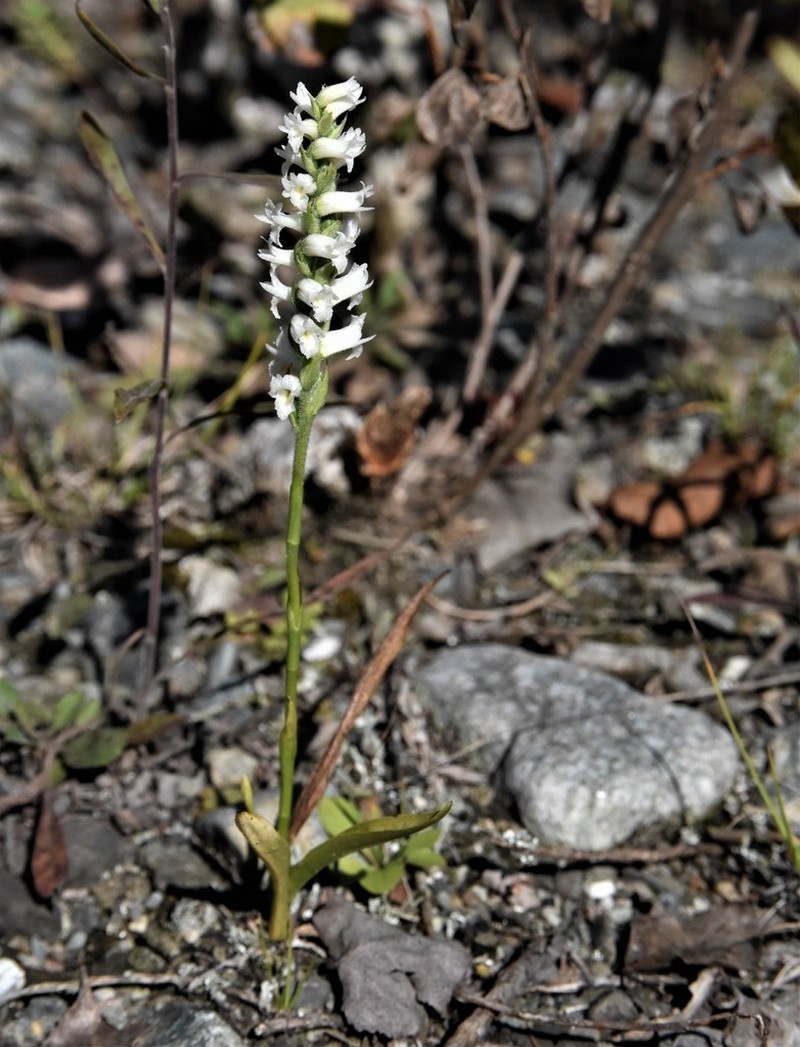 Spiranthes incurva photo 7